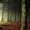 play The Forgotten Forest Cave