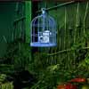 play Baby Swan Escape