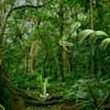 play Deadly Jungle Escape