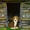 play Woodland House Escapee