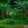 play Jungle Tarzan Escape