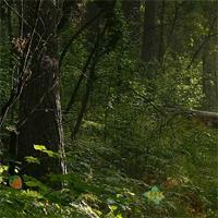 play The-Forgotten-Forest-Cave