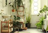 play Plant Furnishings House Escape