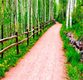 play Spring Forest Escape