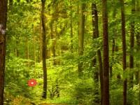 play Escape Green Forest