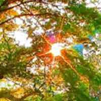 play Spring Forest Escape