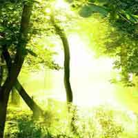 play Escape Green Forest
