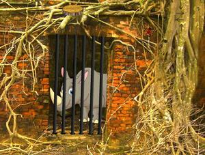 play 2Rule Rhino Escape