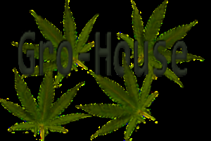 play Gro-House