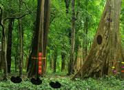 play Cryptic Forest Escape