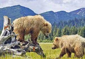 play Denali National Park Game