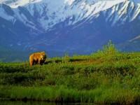 play Denali National Park