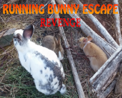play Running Bunny Escape Revenge!