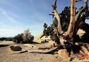 play Escape Camel From California Desert Game