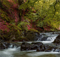 play Bushland Escape