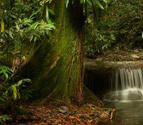 play Eight Bushland Escape