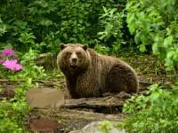 play Bavarian Forest Escape