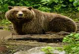 play Bavarian Forest Escape