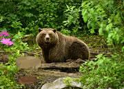 play Bavarian Forest Escape