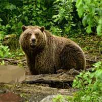 play Bavarian Forest Escape