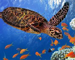 play Awesome Animals Jigsaw Puzzles