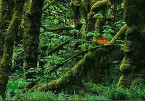 play Forest Reindeer Escape