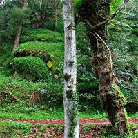 play Abujmarh Forest Escape