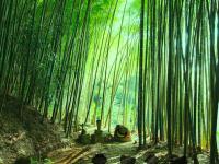 play Bamboo Forest Monkey Escape