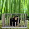 play Bamboo Forest Monkey Escape