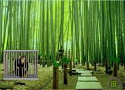 play Bamboo Forest Monkey Escape