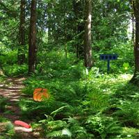 Wild Forest Squirrel Escape