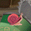 play A Snail Story