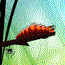 play Larva Dream