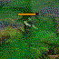 play Bloodshade