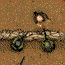 play Carveola Files