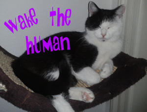 play Wake The Human