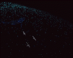 play Ocean Pixels