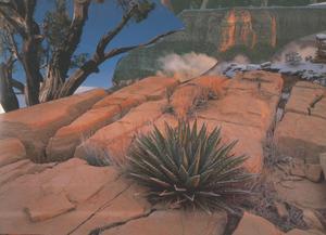 play Trans Canyon