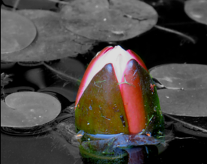 play Lily Seed