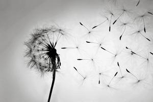play Kingdom Of Dandelions