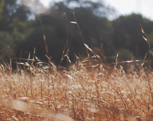 play The Tall Grass