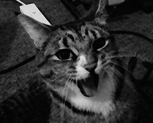 play The Cat Demands