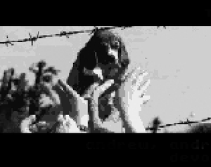 play Save Beagle