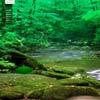 play Cool Forest Escape