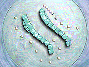 play Pearl Worm 2 Game