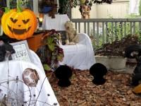 play Abandoned Halloween Escape