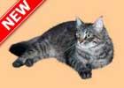 play Cat Well Escape