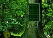 play Greenwood Forest Escape