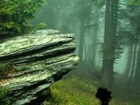 play Rock Lush Forest Escape