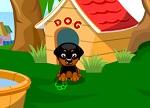 play My Sweet Dog